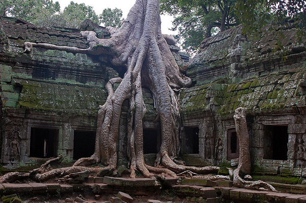 silk-cotton-tree-in-cambodia.jpg